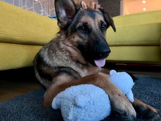 Fotosammlung: ,,Der natürliche Hund" Unbearbeitet, ungestellt und in Natura-Beitrag-Bild