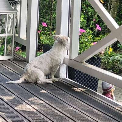 Hundetreffen-Hundetreffen im Bezirk Hartberg Fürstenfeld-Bild