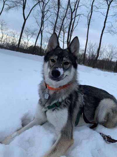 Husky / Huskymischlinge & Schnee-Beitrag-Bild