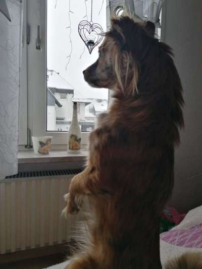 Die Dogorama Wochen Challenge-Beitrag-Bild