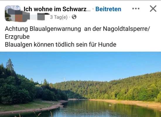 Giftköder-Blaualgenwarnung Nagoldtalsperre-Bild