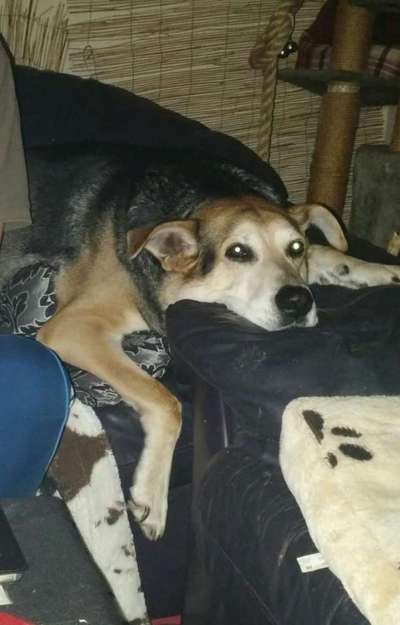 Seelenhunde-Beitrag-Bild