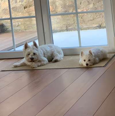 Wo sind die Westies?-Beitrag-Bild