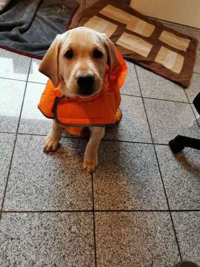 Dogorama Photo Challenge - Hundeblick zum hinschmelzen-Beitrag-Bild