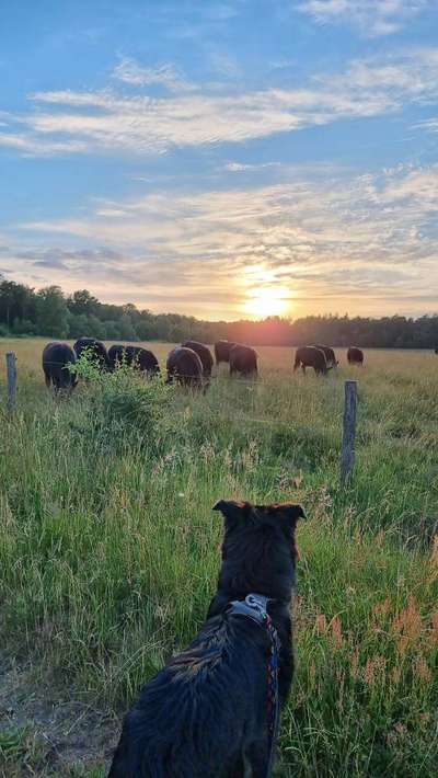 Postet das beste Foto von euren 4 beinern-Beitrag-Bild