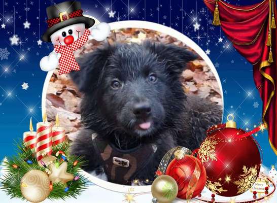 Welpen Bilder !-Beitrag-Bild