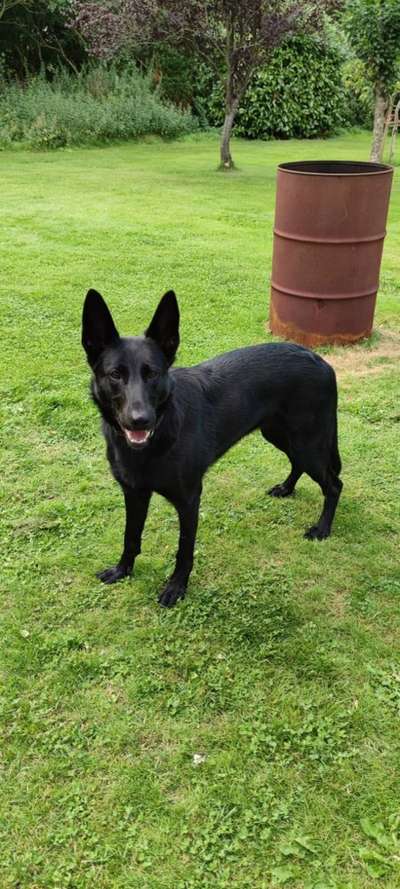 Deutsche Schäferhunde, Belgische Schäferhunde.-Beitrag-Bild