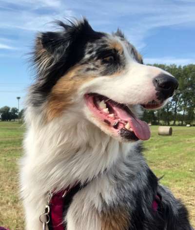 Foto's und Hundemodels-Beitrag-Bild