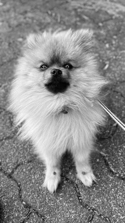 Foto-Challenge 76: Foto in Schwarz-Weiss-Beitrag-Bild