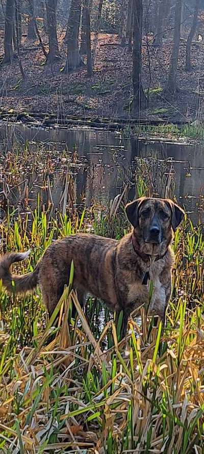 Unsere Fellnasen-Vielfalt im Überblick!-Beitrag-Bild