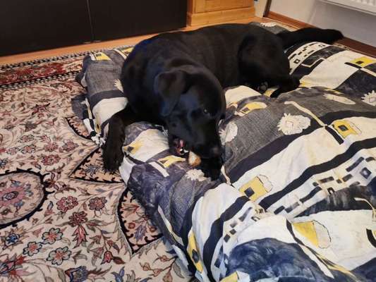 Auslandstierschutz-Beitrag-Bild