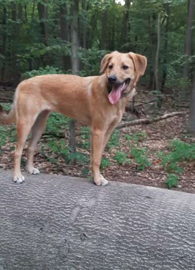 Mischlingshunde Foto Aufruf-Beitrag-Bild