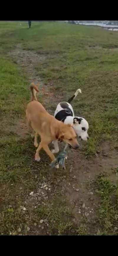 Dogorama Photo Challenge - Die besten Hundebuddys-Beitrag-Bild