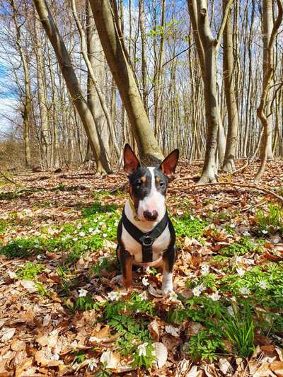 Welpen Bilder !-Beitrag-Bild