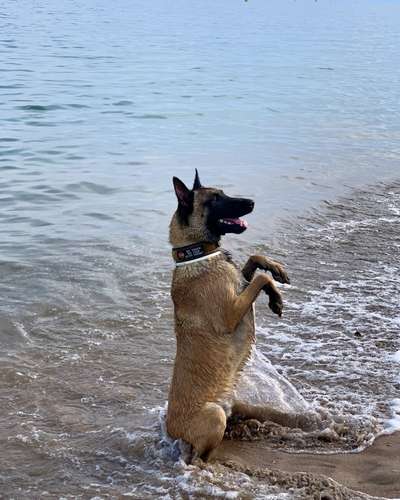 Die Dogorama Wochen Challenge-Beitrag-Bild