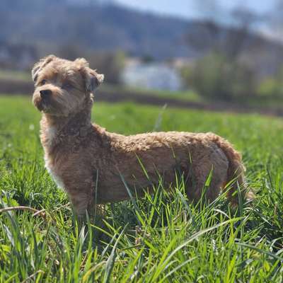 Hundetreffen-Spielrunde-Bild