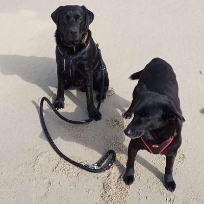 Hundetreffen-Gemeinsame Runde 🐾🐾 zum Spielen