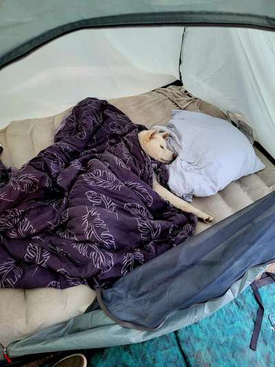 Foto Challenge 112 
ungewöhnliche Schlafplätze-Beitrag-Bild