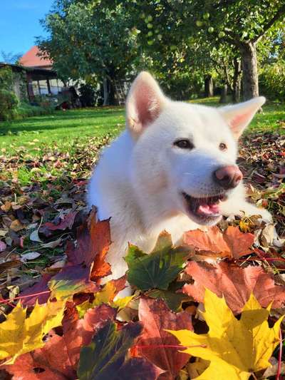 Hundetreffen-Akina lädt ein-Bild