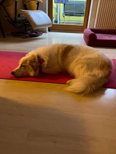 Mischlingshunde Foto Aufruf-Beitrag-Bild