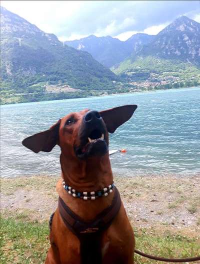 Dogorama-Monats-Challenge-Mai "Wasser"-Beitrag-Bild