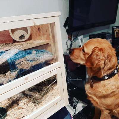 Andere Haustiere?-Beitrag-Bild