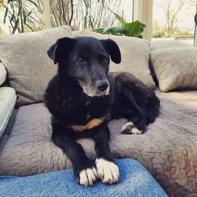 Hunde vom Tierschutzverein 🐕♥️-Beitrag-Bild