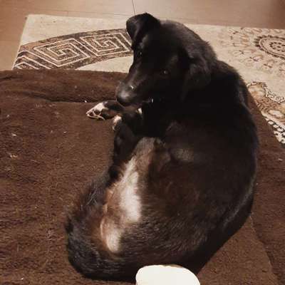 Hunde vom Tierschutzverein 🐕♥️-Beitrag-Bild