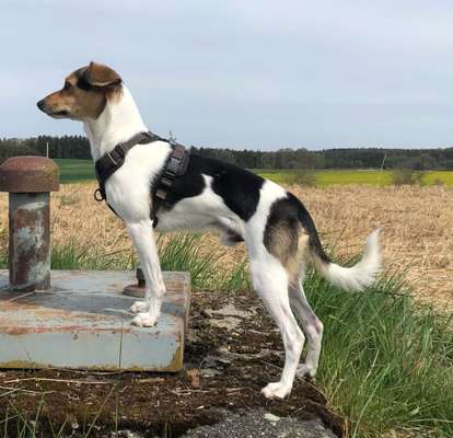 Ratonero Bodeguero Andaluz (plus Mischlinge)-Beitrag-Bild