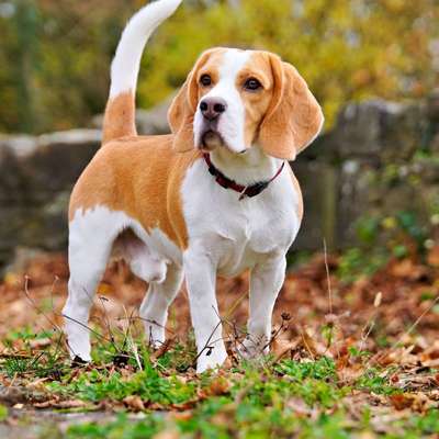 Hundetreffen-Spielerunde 🐶-Bild