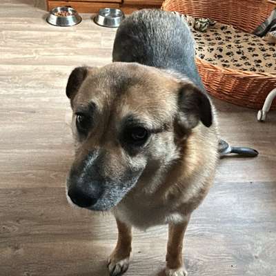 Hundetreffen-Gemeinsame Spaziergänge-Bild