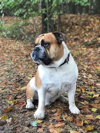 Die Dogorama Kalender Challenge Teil 1/4-Beitrag-Bild