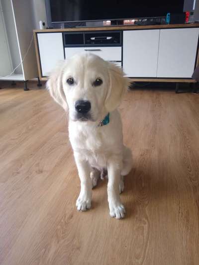 Wo sind die Golden Retriever Liebhaber?-Beitrag-Bild