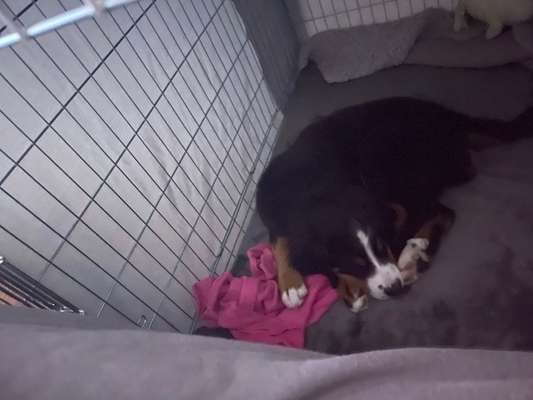 Boxtraining beim Welpen-Beitrag-Bild