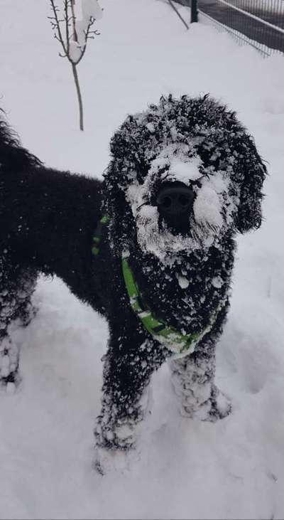 Dogorama Photo Challenge - Winterstimmung-Beitrag-Bild