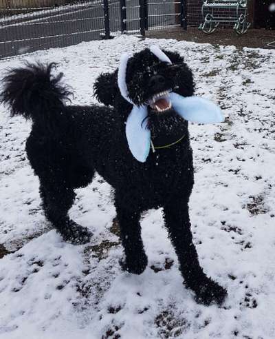 Lustigsten Bilder-Beitrag-Bild