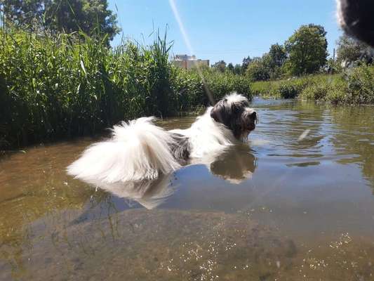 Die Dogorama Kalender Challenge 4/4-Beitrag-Bild