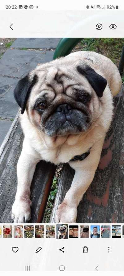 Dogorama Photo Challenge - Durchblick-Beitrag-Bild