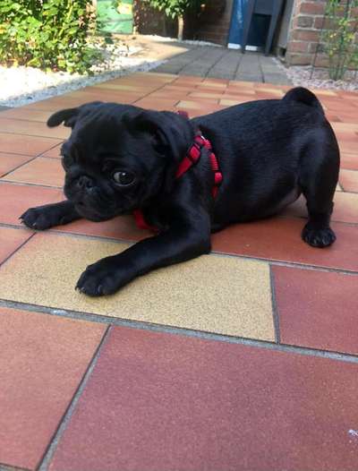 Dogorama Photo Challenge - Durchblick-Beitrag-Bild