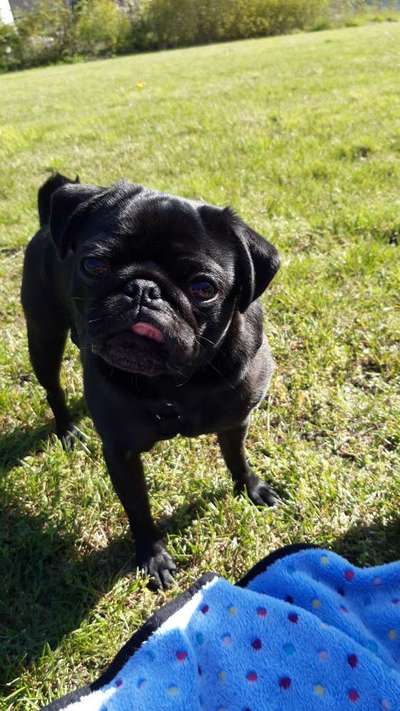 Dogorama Photo Challenge - Durchblick-Beitrag-Bild