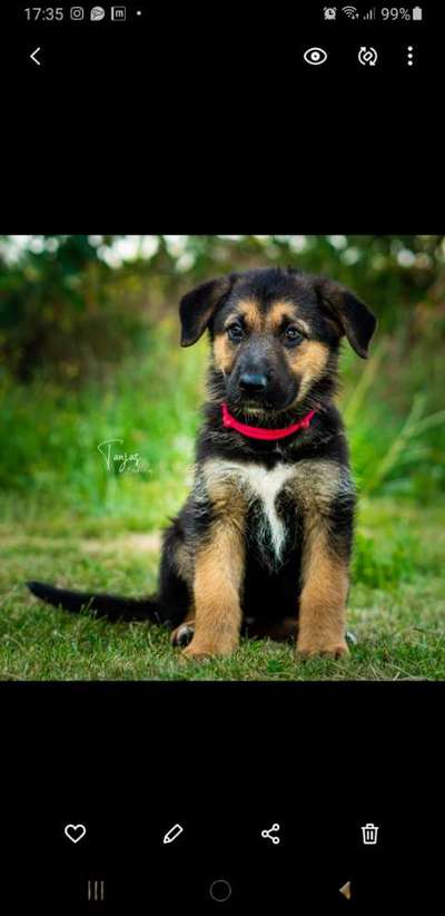 Die Dogorama Kalender Challenge Titelbild-Beitrag-Bild