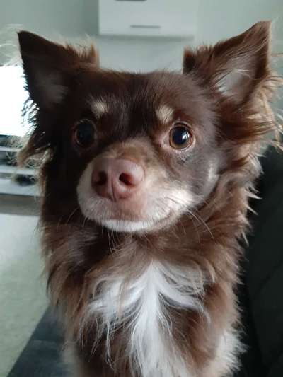 Die Dogorama Kalender Challenge Titelbild-Beitrag-Bild