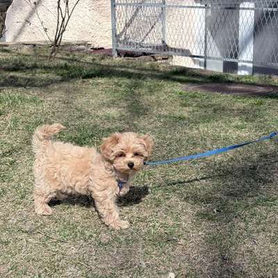 Hundetreffen-Welpen treffen-Bild