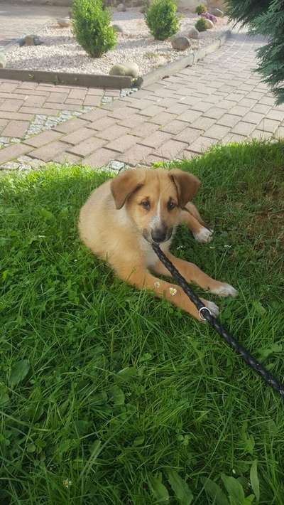 Welpen Bilder !-Beitrag-Bild