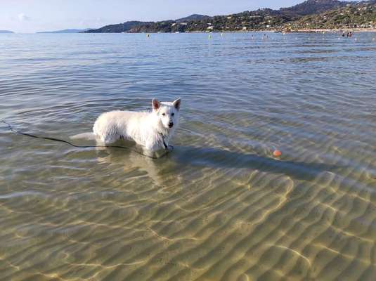Weißer Schweizer Schäferhund-Beitrag-Bild