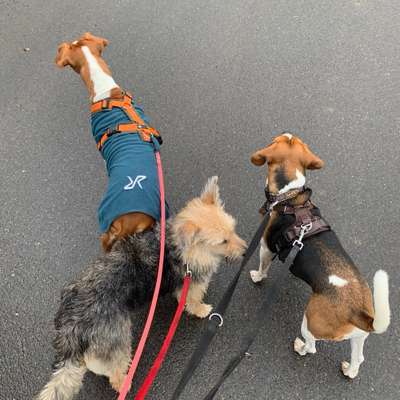 Hundetreffen-Social Walk ohne Kontakt-Bild