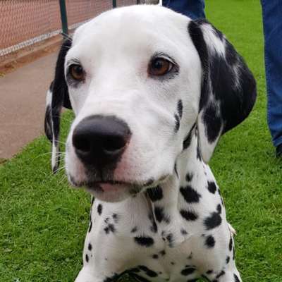 Hundetreffen-Gemeinsamer Spaziergang-Bild