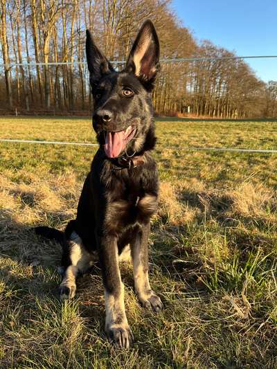 Hundetreffen-Fellfreunde für Spiel und Spaziergang gesucht-Bild