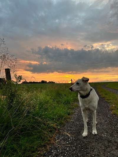 Hundetreffen-Gassitreff und Hundebegegnungen-Bild