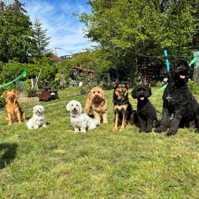 Hundetreffen-Kleinhund Spielstunde ☺️-Bild